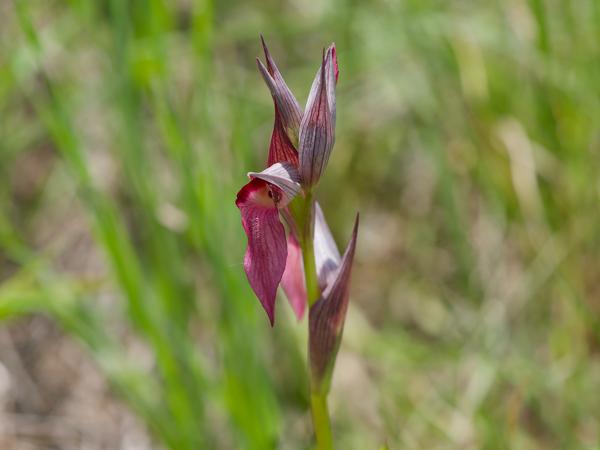 <h3><a href="/trips/extramadura/biota/plantae/tracheophyta/liliopsida/asparagales/orchidaceae/serapias lingua/serapias lingua-nl.html">Serapias&nbsp;lingua</a> / Tongue‑orchid / Gewone&nbsp;tongorchis</h3>OM-1 Mark II met OLYMPUS M.150-400mm F4.5, 1/2000 sec  bij F4.5, ISO 500, afstand 2.03&nbsp;m